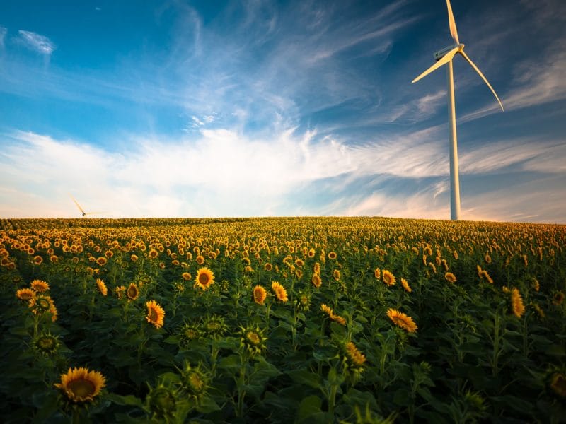 Eolico e girasoli